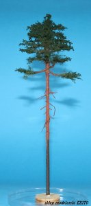 FREON SOM0 - Young pine - ht. 25-30 cm