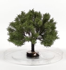 FREON DO1 - Olive tree -height: 6-8 cm