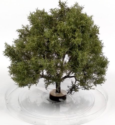 Go to product FREON GP1 - Wild pear tree - height: 16-17 cm