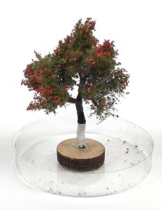 FREON JAB3 - Apple tree - height: 3-4 cm