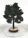 FREON KA3 - Chestnut tree - height: 8-12 cm