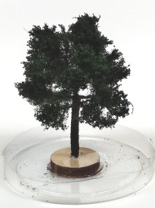 FREON KA3 - Chestnut tree - height: 8-12 cm