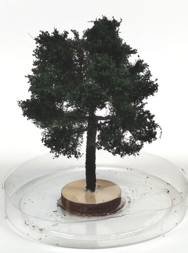 Go to product FREON KA3 - Chestnut tree - height: 8-12 cm