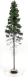 FREON SGPW1 - Mountain spruce, high trunk - height: 28-30 cm