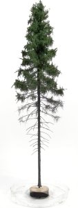 FREON SGPW1 - Mountain spruce, high trunk - height: 28-30 cm