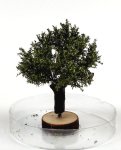 FREON WP2 - Willow tree - height: 3-4 cm