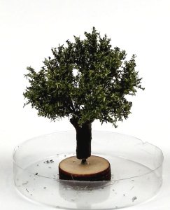 FREON WP2 - Willow tree - height: 3-4 cm