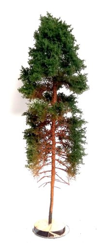 Go to product FREON SOB1 - Border pine - height 18-20 cm