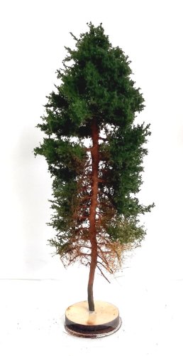 Go to product FREON SOB2 - Border pine - height 14-16 cm