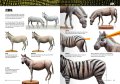 AK518-LEARNING-14-ANIMALES_34-35.jpg