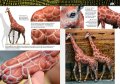 AK518-LEARNING-14-ANIMALES_56-57.jpg