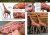 AK518-LEARNING-14-ANIMALES_56-57.jpg