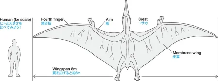 tamiya-60204-pteranodon (9).jpg