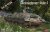 Das-Werk-DW35036-Raketenjagdpanzer-Jaguar-2 (1).jpg
