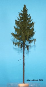 FREON MPW0 - European larch - high trunk - ht. 25-30 cm