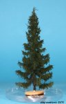 FREON SWI1 - Spruce - ht. 18-20 cm