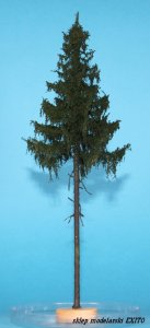 FREON SWP0 - High trunk spruce 25-30 cm