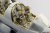 49520_white_01.JPG