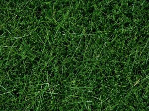NOCH 07094 - Wild Grass Dark Green 100g (grass 6mm)