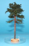 FREON SOD2 - Pine - ht. 14-16 cm