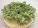FREON KRW - Bushes with white flowers - 10pcs - ht. 4.5cm