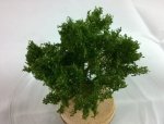 FREON KR - Bush - ht. approx. 6 cm