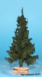 FREON SWI2 - Spruce - ht. 14-16 cm