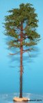 FREON SOD0 - Pine - ht. 24-30 cm
