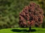 FREON DJ2 - Oak - autumn - height 14-16 cm