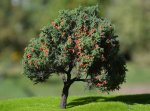 FREON JAB1 - Apple tree - height 16-18 cm