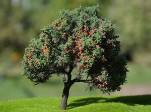 FREON JAB1 - Apple tree - height 16-18 cm