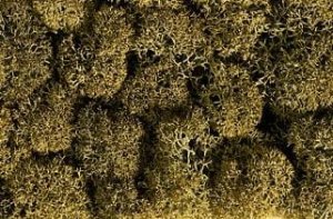 NOCH 08600 - Lichen - Stone Gray 35 g