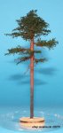 FREON SOM2 - Young pine - ht. 14-16 cm