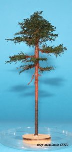 FREON SOM2 - Young pine - ht. 14-16 cm