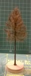 FREON MSU3 - European larch - withered - ht. 8-12 cm
