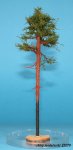 FREON SOM1 - Young pine - ht. 18-20 cm